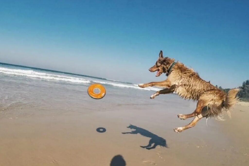 cane salta per frisbee