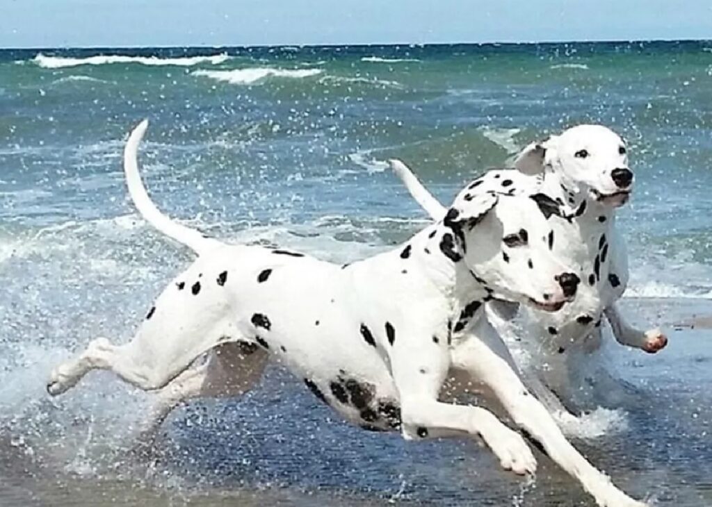 coppia di cani dalmata