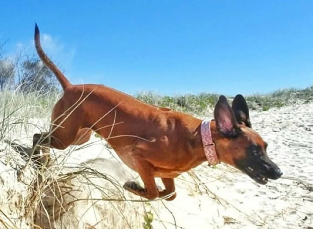 cane scende duna di sabbia