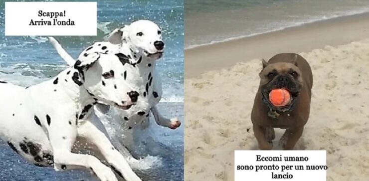 cani che adorano il mare