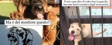 cani ai quali non potete resistere