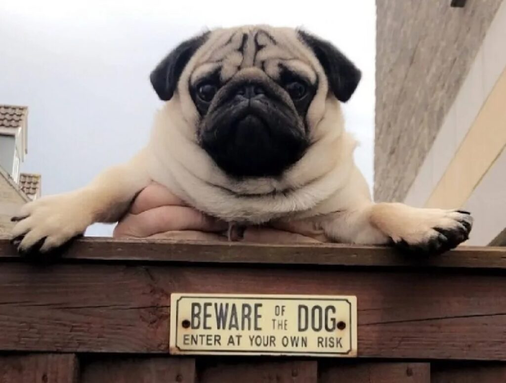 cane carlino di fronte cancello