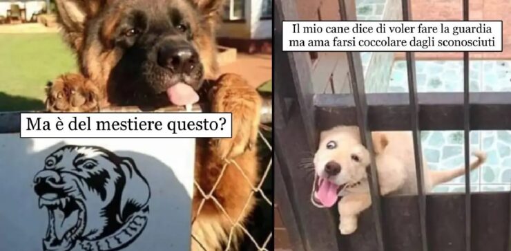 cani ai quali non potete resistere