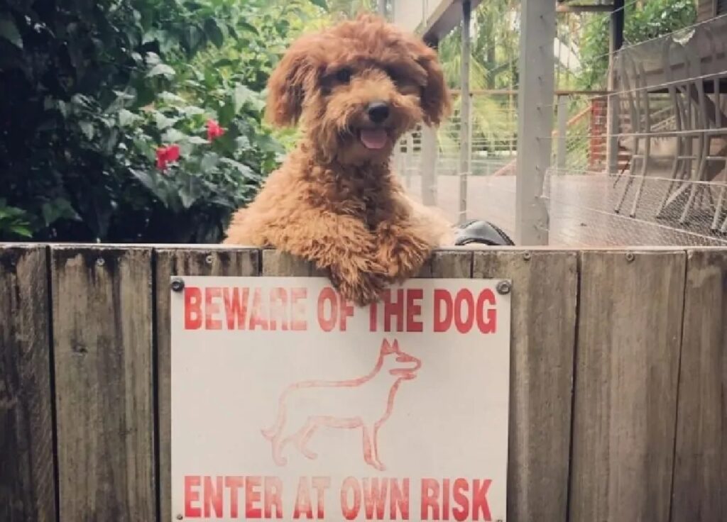 cane non rispetta il cartello