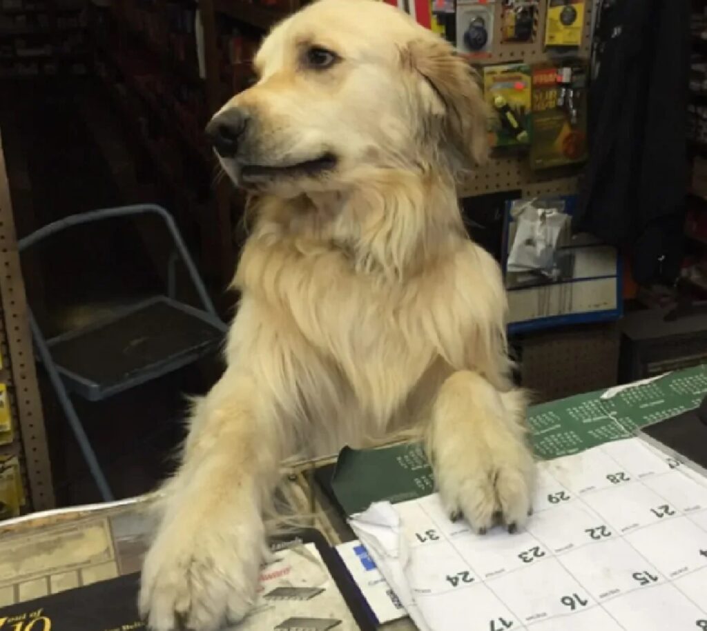 cagnolino gioca sul tavolo