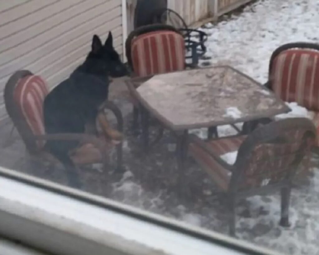 cagnolino attende qualcuno seduto