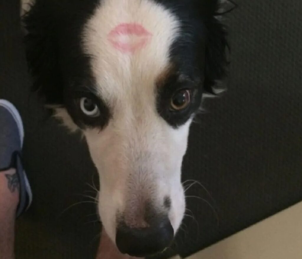 cane ha stampato un bacio sulla fronte