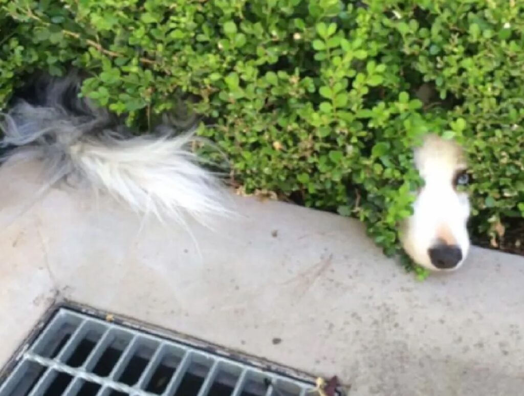 cane mimetizzato con foglie