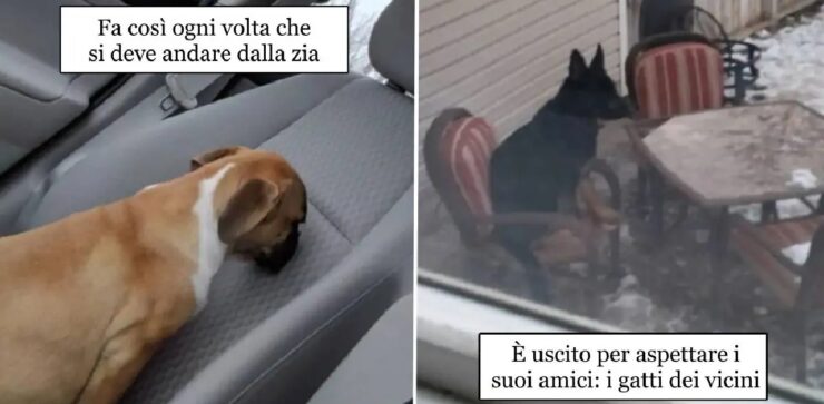 cani divenuti maestri della risata