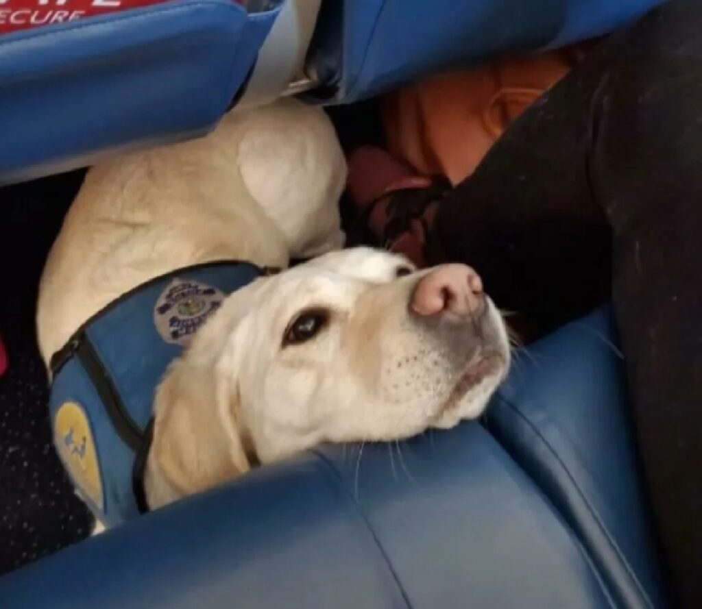 cagnolino labrador pettorina