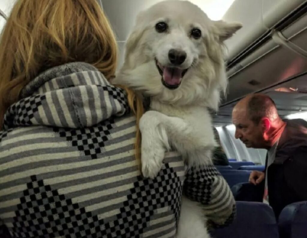 cane in braccio treno