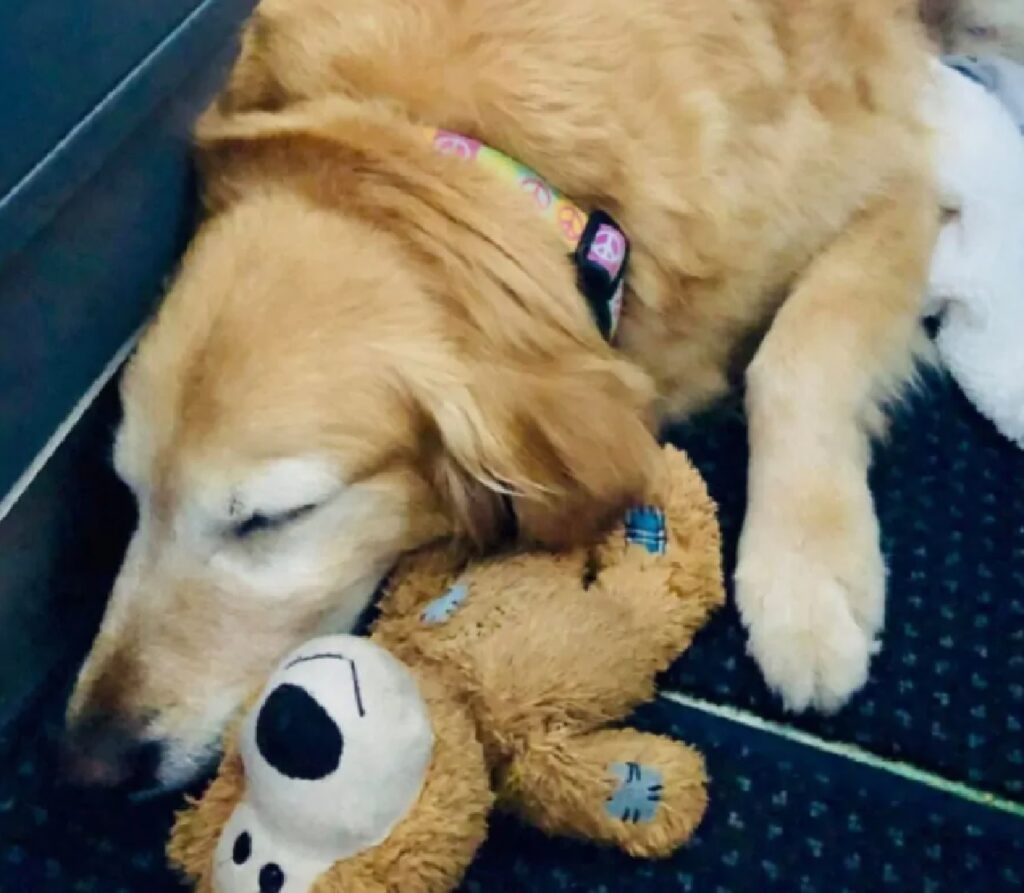 cane viaggia sempre con peluche