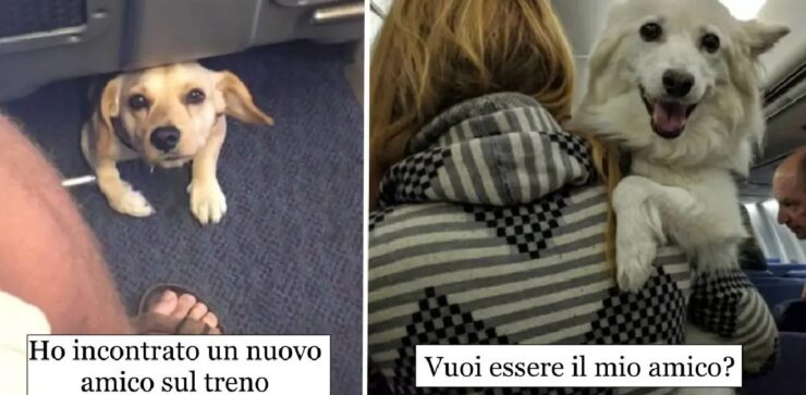 cani in grado di sapersi divertire viaggiando