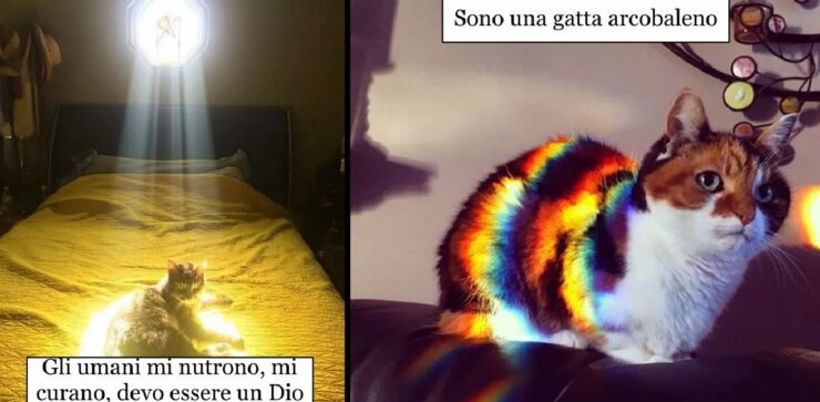 gatti che dimostrano amore per il caldo