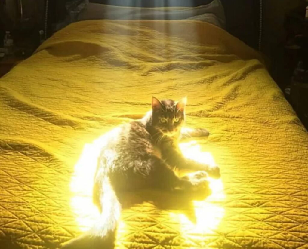 gatto illuminato dall'alto