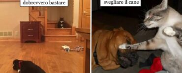 gatti che con una certa veemenza rifiutano contatto con cani