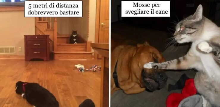 gatti che con una certa veemenza rifiutano contatto con cani