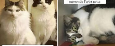 gatti che sono incappati in un errore