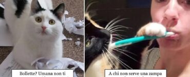 gatti che portano al limite sopportazione