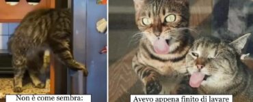 gatti che ignorano le indicazioni della casa