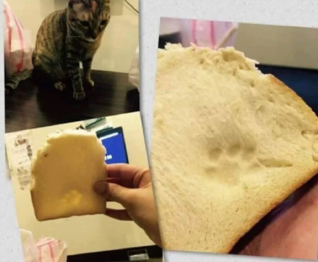 zampa gatto sul pane