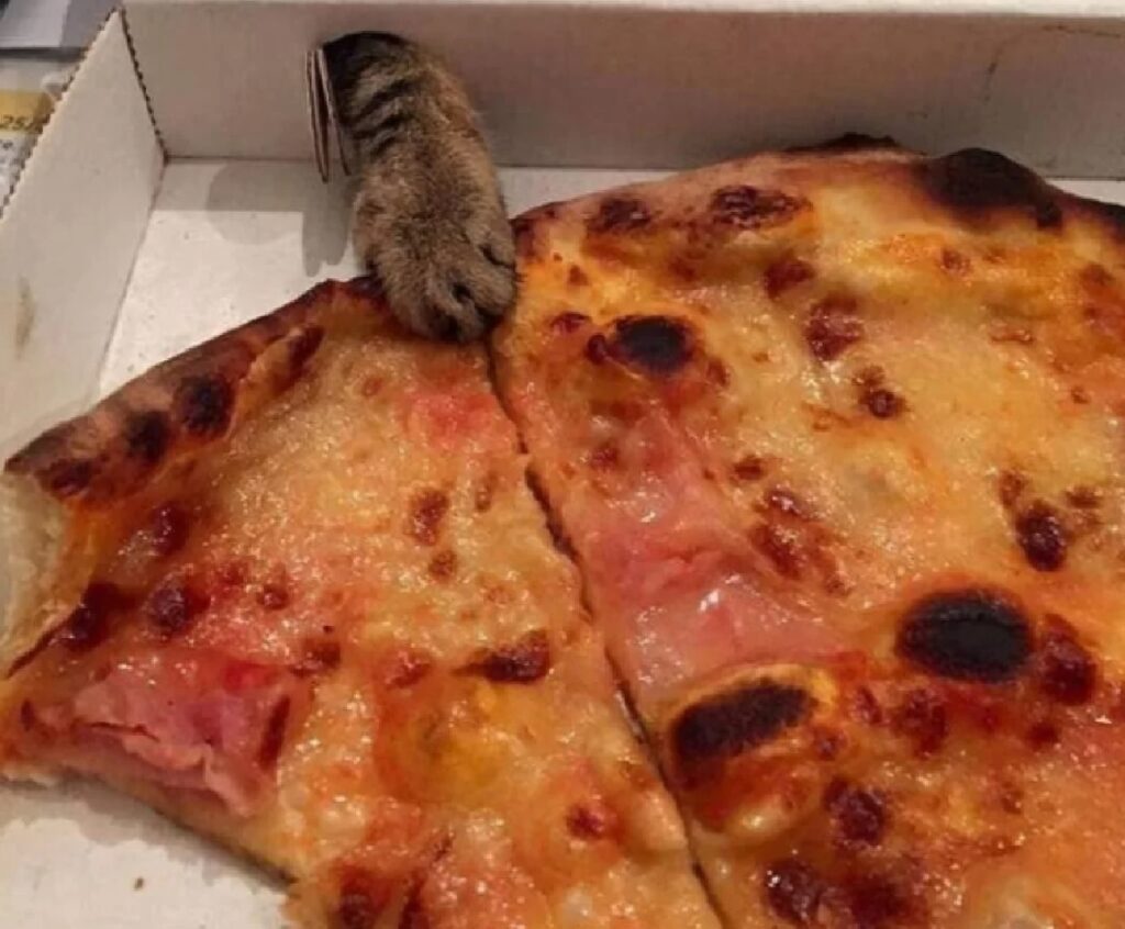 zampa gatto vicino pizza