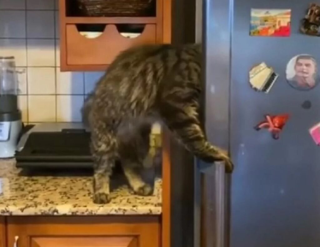 gatto apre il frigo