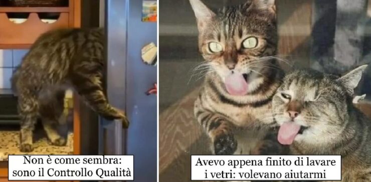 gatti che ignorano le indicazioni della casa