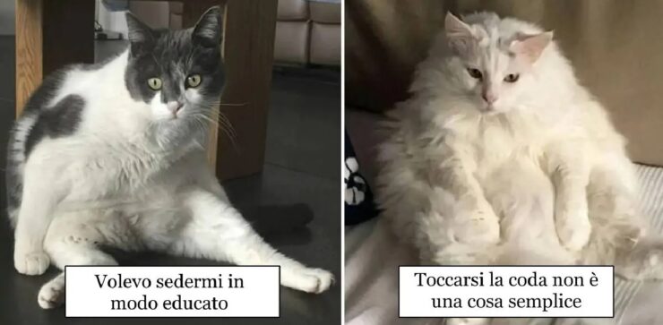 gatti che tentano di fare buon viso