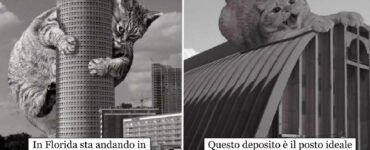 gatti grandi che fanno della città luogo di riposo