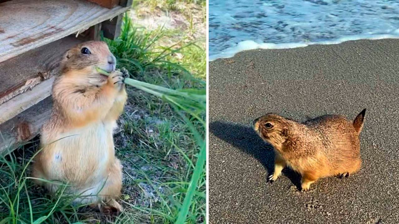 Chuck, il cane della prateria che viaggia ovunque con il suo umano