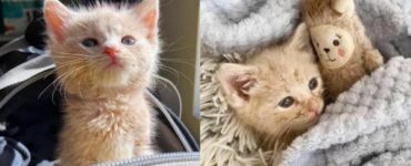 La storia di un gattino abbandonato in una casa che non vuole lasciare il suo peluche