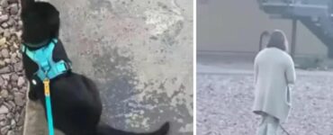 Il video di questo gatto che incontra un coniglio ha stupito il pubblico