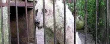 Cucciola di orso vive per 30 anni in una gabbia e dopo tanto tempo ritrova la libertà