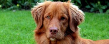 cane toller