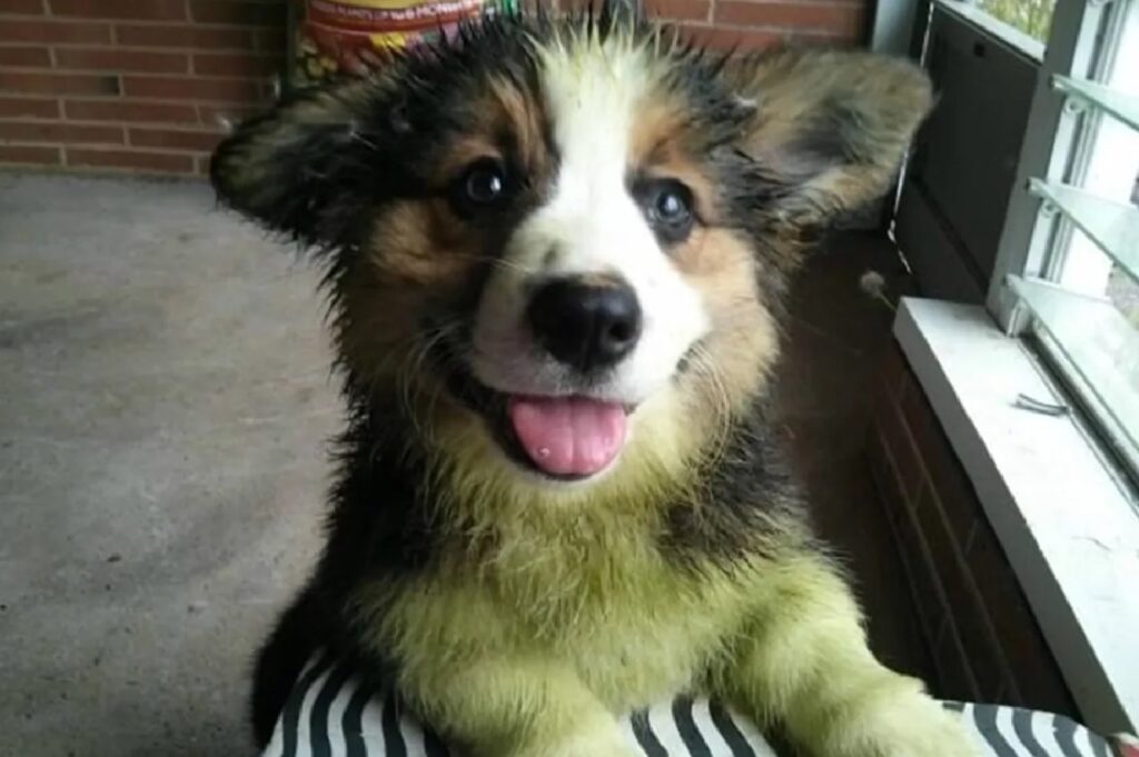 cagnolino pelo sotto collo verde