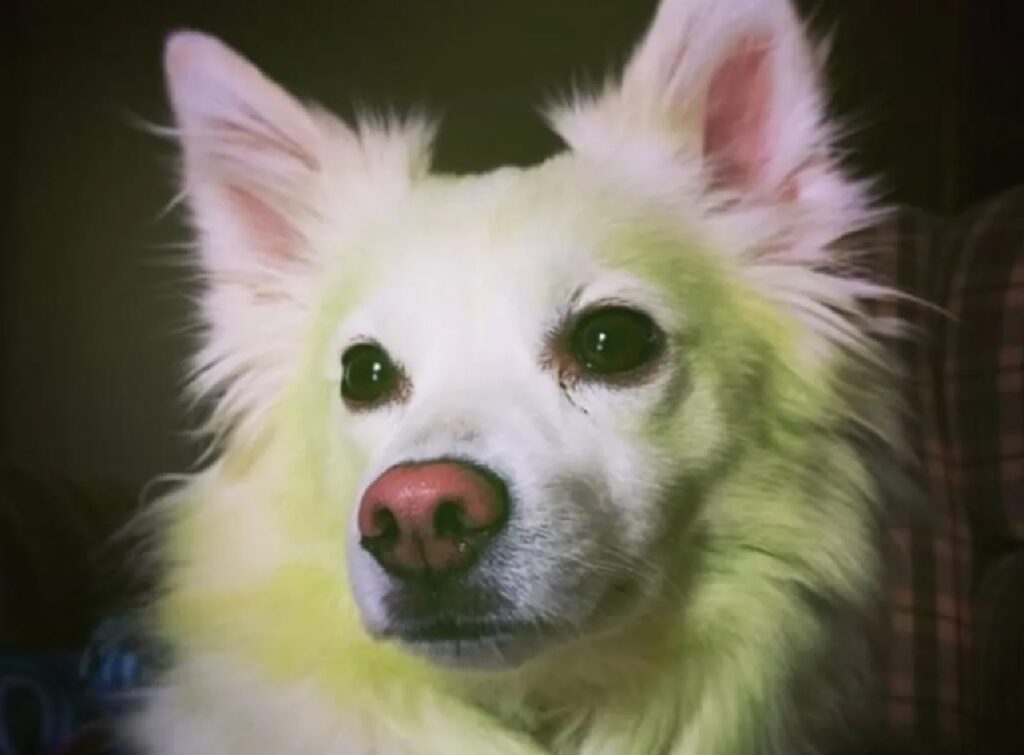 cane attorno volto di colore verde