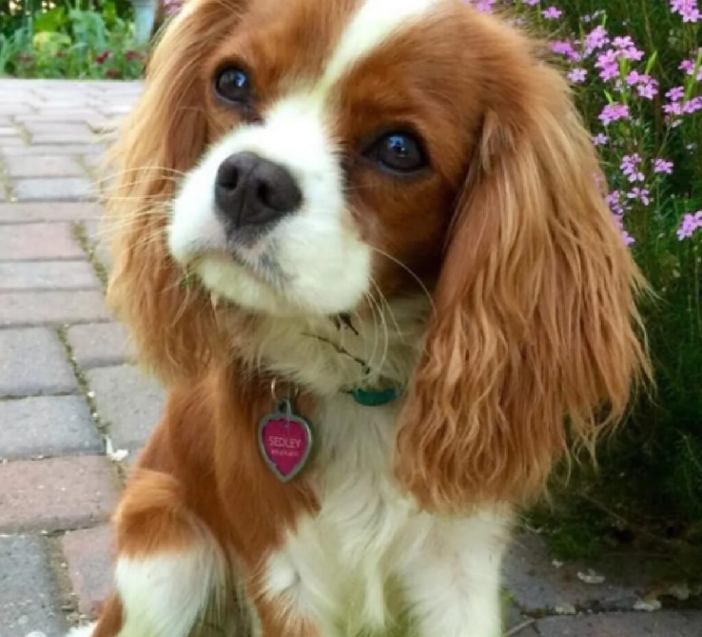 cagnolino orecchie molto lunghe