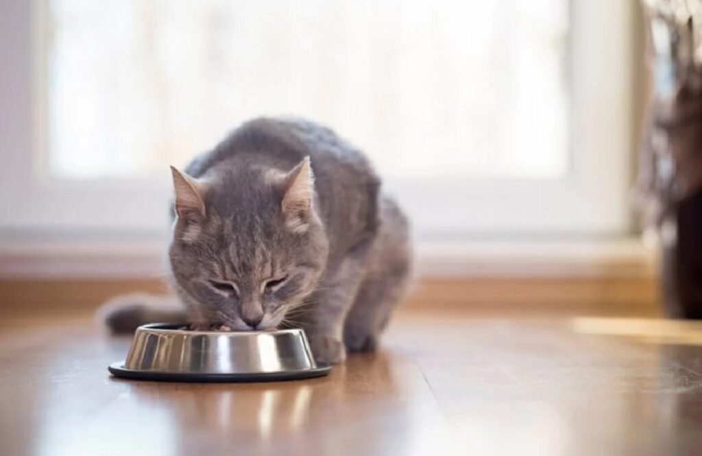 gatto mangia ciotola