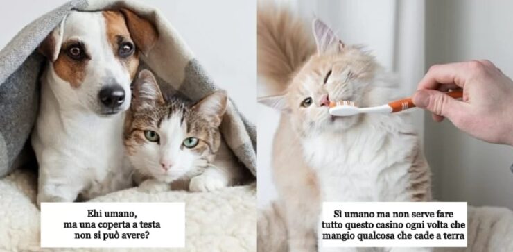 cose che non si devono fare al gatto