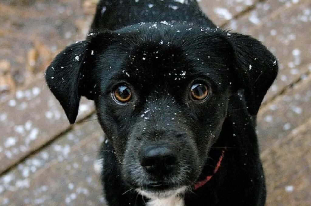 cane nero collare rosso