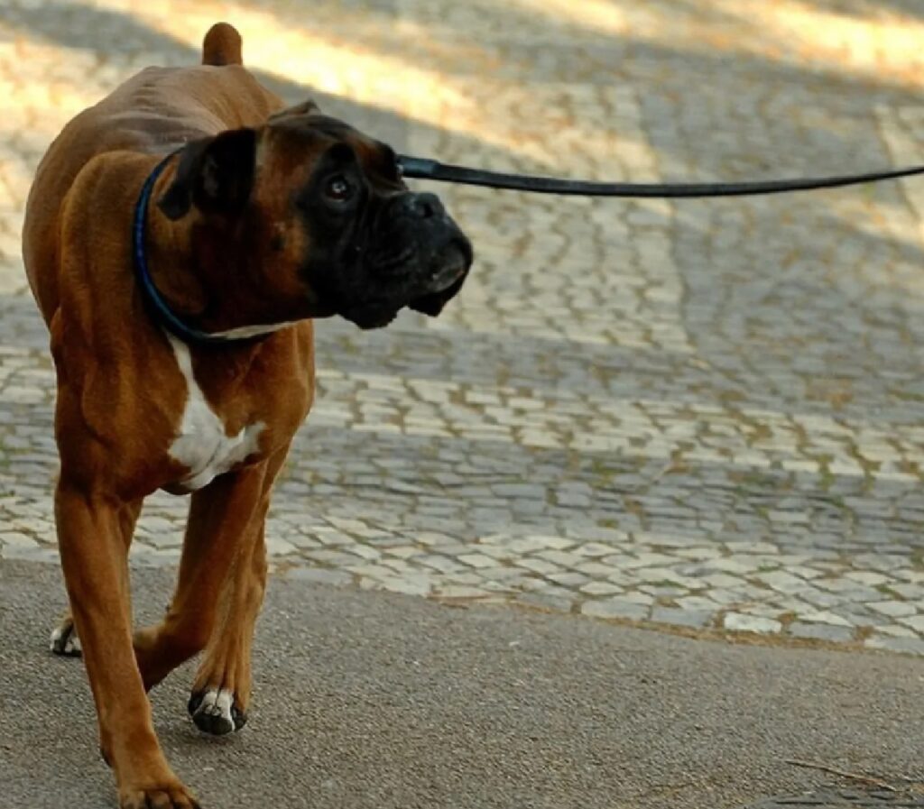 cane al guinzaglio cammina