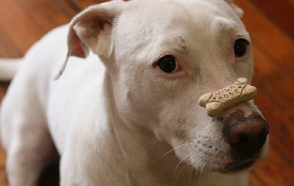 cane biscotto sul naso