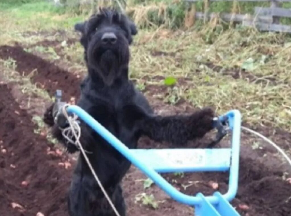 cane passa l'aratro