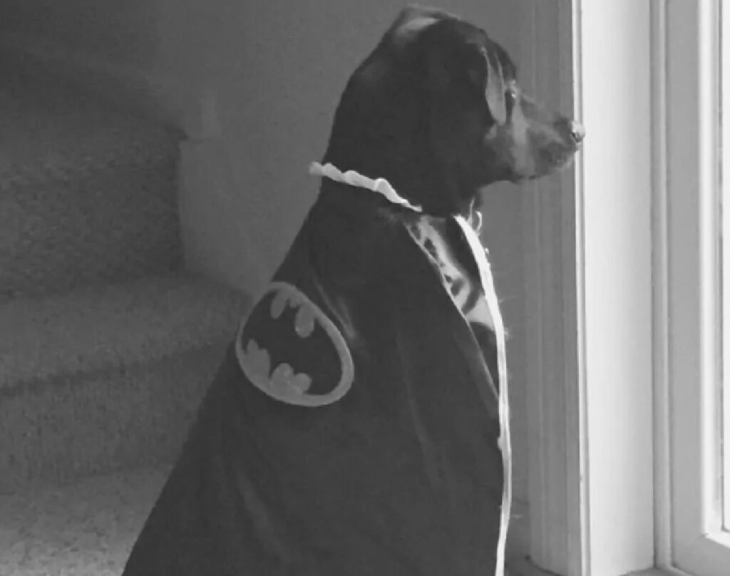 cane mantello di batman