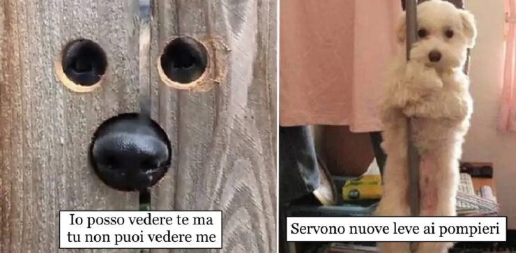 cani che hanno scoperto passione