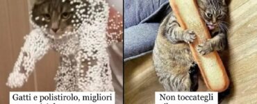 gatti che ci aiutano a comprendere loro mondo