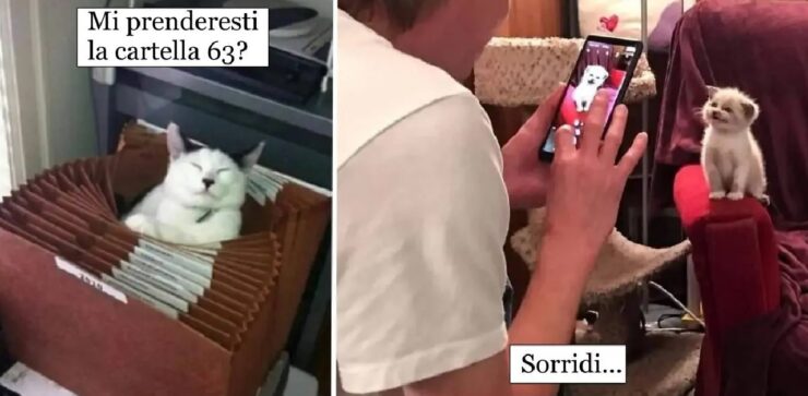 foto che ci fanno capire perché i gatti sono venerati