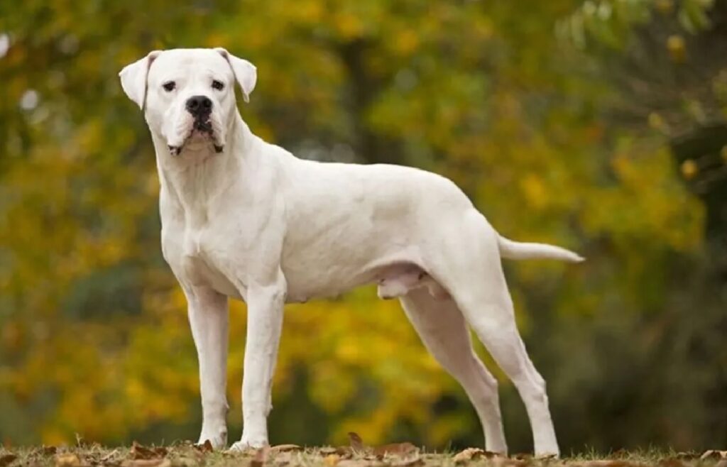 cane dogo argentino