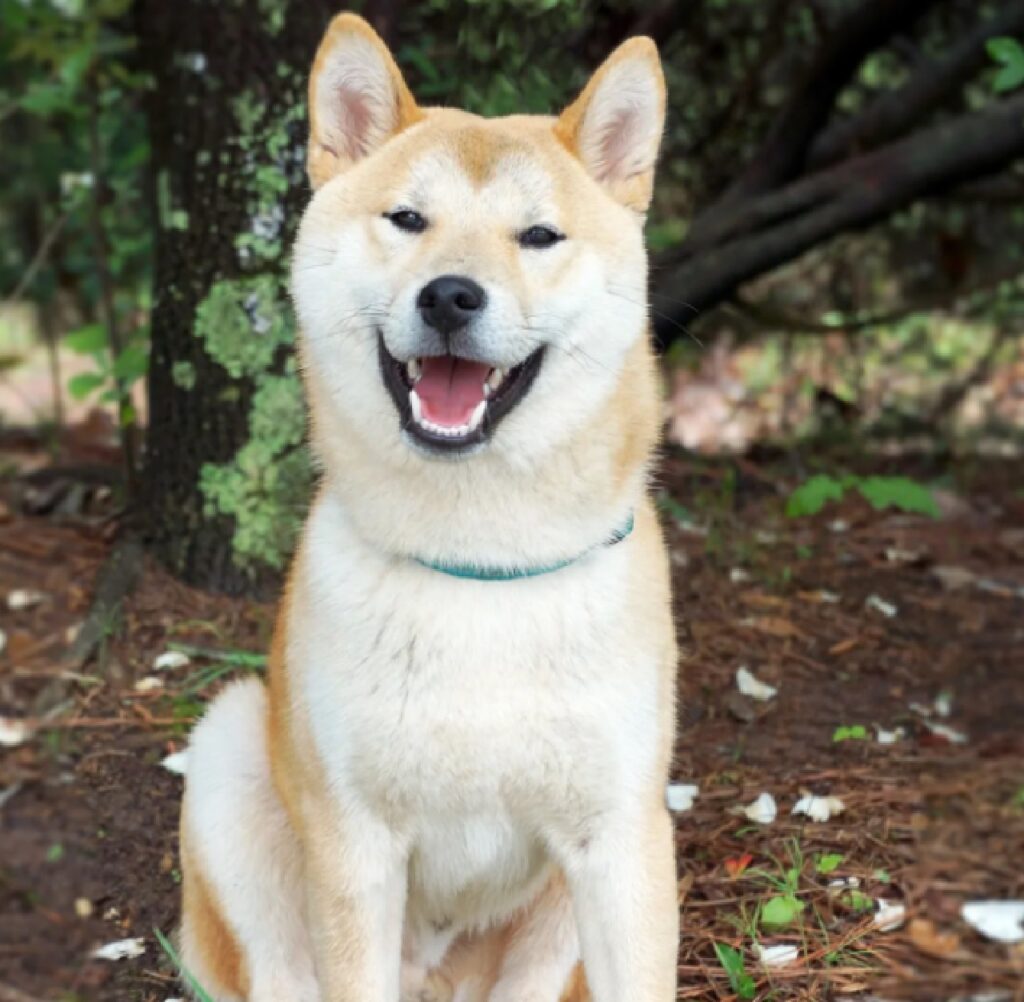 cane akita inu pelo chiaro